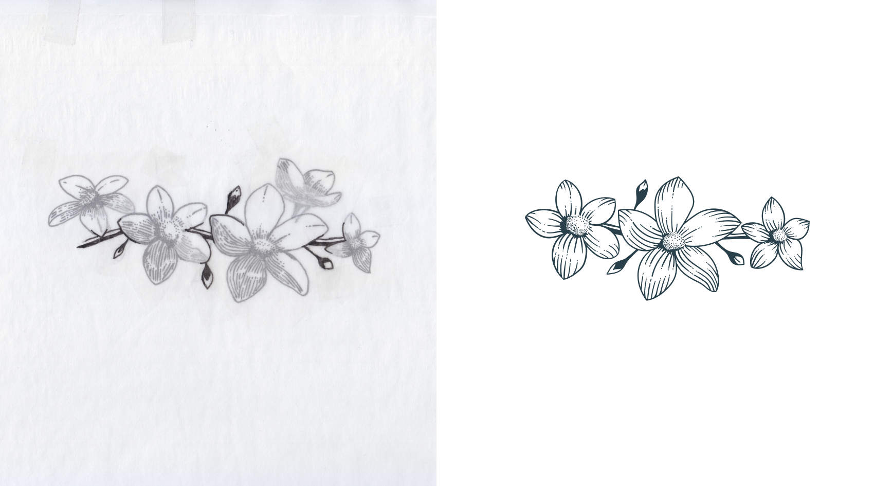 A drawing of five mayflowers on a branch next to a more refined image of three mayflowers on a branch.